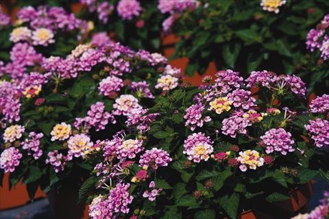 foto van een variëteit aan bloemen, te gebruiken als: Potplant, perkplant, patioplant Lantana camara Bandana® Pink