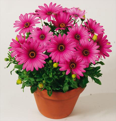 foto van een variëteit aan bloemen, te gebruiken als: Pot - en perkplant Osteospermum Sirocco Rose
