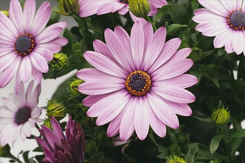 foto van een variëteit aan bloemen, te gebruiken als: Pot - en perkplant Osteospermum Tradewinds® Light Purple Imp