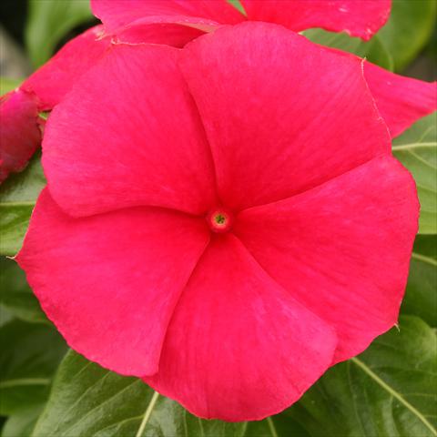 foto van een variëteit aan bloemen, te gebruiken als: Perkplant / Borders Catharanthus roseus - Vinca Vitesse Strawberry Red