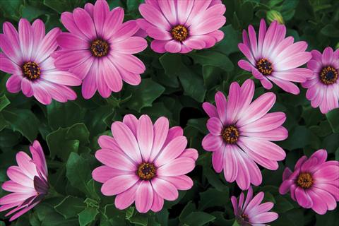 foto van een variëteit aan bloemen, te gebruiken als: Pot - en perkplant Osteospermum Tradewinds® Pink