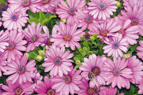 foto van een variëteit aan bloemen, te gebruiken als: Pot - en perkplant Osteospermum Tradewinds® Purple Bicolor