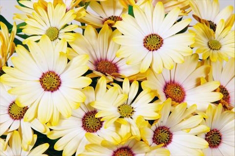 foto van een variëteit aan bloemen, te gebruiken als: Pot - en perkplant Osteospermum Tradewinds® Yellow White