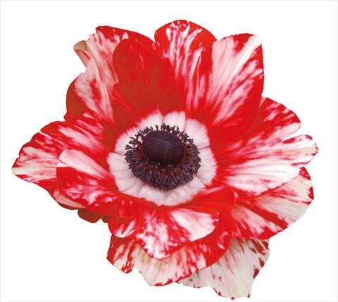 foto van een variëteit aan bloemen, te gebruiken als: Pot - en perkplant Anemone coronaria Mistral® Bianco-Rosso