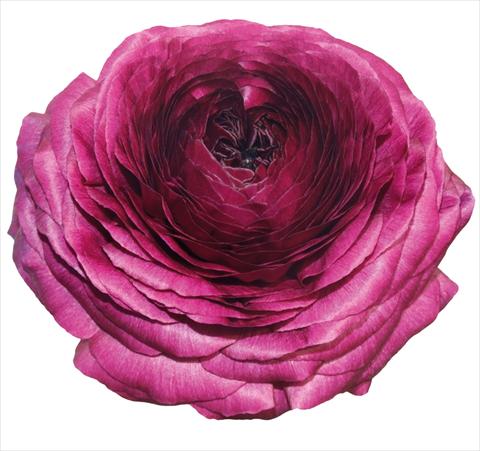 foto van een variëteit aan bloemen, te gebruiken als: Pot - en perkplant Ranunculus asiaticus Elegance® Viola 06