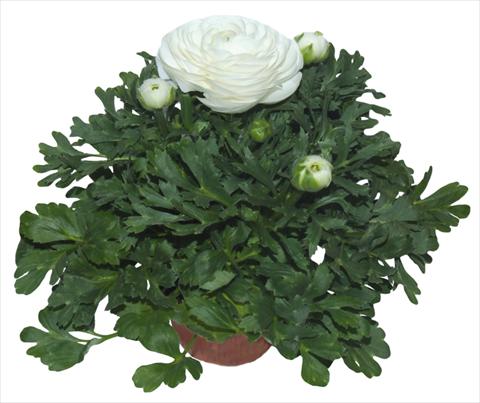 foto van een variëteit aan bloemen, te gebruiken als: Pot - en perkplant Ranunculus asiaticus Millepetali® Bianco