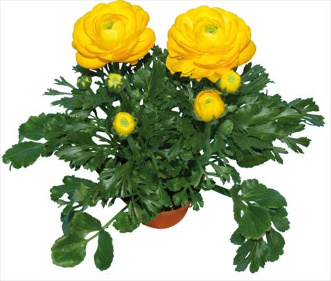 foto van een variëteit aan bloemen, te gebruiken als: Pot - en perkplant Ranunculus asiaticus Millepetali® Giallo
