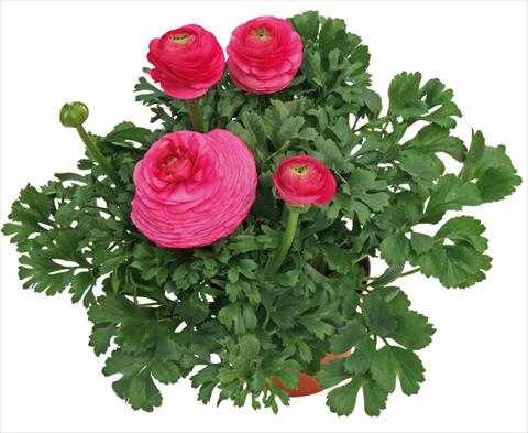 foto van een variëteit aan bloemen, te gebruiken als: Pot - en perkplant Ranunculus asiaticus Millepetali® Rosa scuro