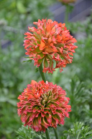 foto van een variëteit aan bloemen, te gebruiken als: Pot - en perkplant Ranunculus asiaticus Pon-Pon® Flora