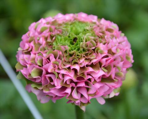 foto van een variëteit aan bloemen, te gebruiken als: Pot - en perkplant Ranunculus asiaticus Pon-Pon® Morgana