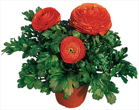 foto van een variëteit aan bloemen, te gebruiken als: Pot - en perkplant Ranunculus asiaticus Pratolino® Arancio