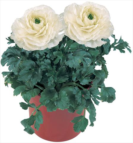 foto van een variëteit aan bloemen, te gebruiken als: Pot - en perkplant Ranunculus asiaticus Pratolino® Bianco