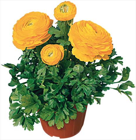 foto van een variëteit aan bloemen, te gebruiken als: Pot - en perkplant Ranunculus asiaticus Pratolino® Giallo