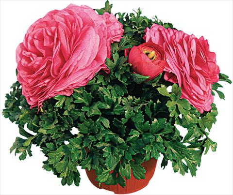 foto van een variëteit aan bloemen, te gebruiken als: Pot - en perkplant Ranunculus asiaticus Pratolino® Rosa scuro