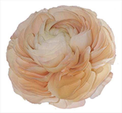 foto van een variëteit aan bloemen, te gebruiken als: Pot - en perkplant Ranunculus asiaticus Success® Grand Pastel
