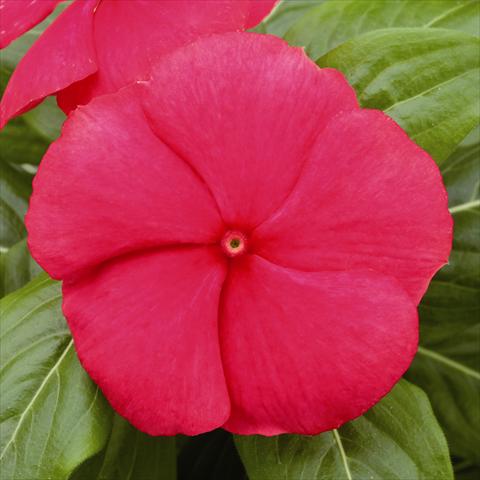 foto van een variëteit aan bloemen, te gebruiken als: Perkplant / Borders Catharanthus roseus - Vinca Vitesse True Red