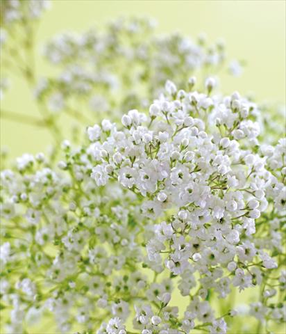 foto van een variëteit aan bloemen, te gebruiken als: Perkplant / Borders Gypsophila Pearls® Petite