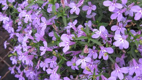 foto van een variëteit aan bloemen, te gebruiken als: Potplant, perkplant, patioplant, korfplant Lobelia California® Lilac
