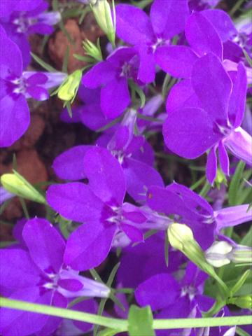 foto van een variëteit aan bloemen, te gebruiken als: Potplant, perkplant, patioplant, korfplant Lobelia California® Dark Blue