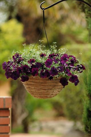 foto van een variëteit aan bloemen, te gebruiken als: Potplant, perkplant, patioplant 2 Combo Fuseables® Glitz Euphorbia EW Burgundy Mix