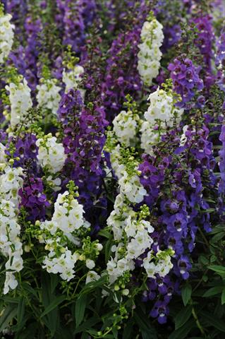 foto van een variëteit aan bloemen, te gebruiken als: Potplant, perkplant, patioplant, korfplant Angelonia angustifolia Serena™ Mix