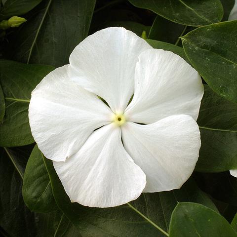 foto van een variëteit aan bloemen, te gebruiken als: Perkplant / Borders Catharanthus roseus - Vinca Vitesse White