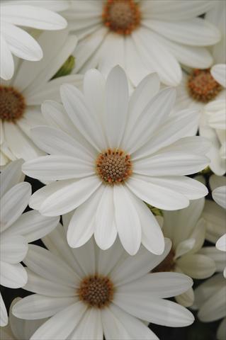 foto van een variëteit aan bloemen, te gebruiken als: Pot - en perkplant Osteospermum ecklonis Akila Daisy White