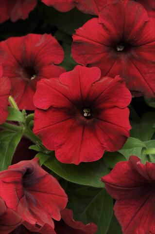 foto van een variëteit aan bloemen, te gebruiken als: Potplant, perkplant, patioplant, korfplant Petunia x hybrida Easy Wave Red Velour