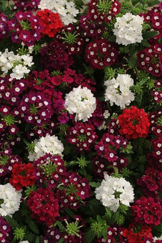 foto van een variëteit aan bloemen, te gebruiken als: Potplant, patioplant, korfplant Verbena Quartz XP Merlot Mix Imp