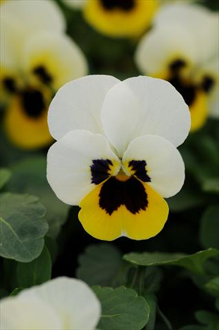 foto van een variëteit aan bloemen, te gebruiken als: Pot - en perkplant Viola cornuta Sorbet™ XP Lemon Ice Blotch