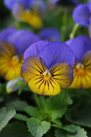 foto van een variëteit aan bloemen, te gebruiken als: Pot - en perkplant Viola cornuta Sorbet™ XP Morpho