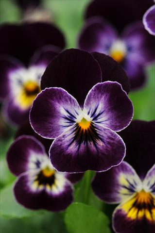 foto van een variëteit aan bloemen, te gebruiken als: Pot - en perkplant Viola cornuta Sorbet™ Phantom