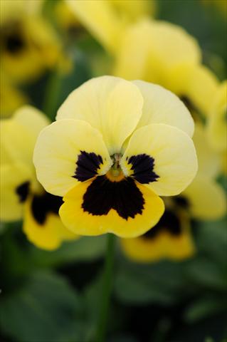 foto van een variëteit aan bloemen, te gebruiken als: Pot - en perkplant Viola cornuta Sorbet™ XP Primrose Blotch