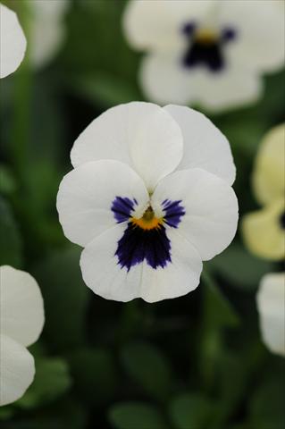 foto van een variëteit aan bloemen, te gebruiken als: Pot - en perkplant Viola cornuta Sorbet™ XP White Blotch