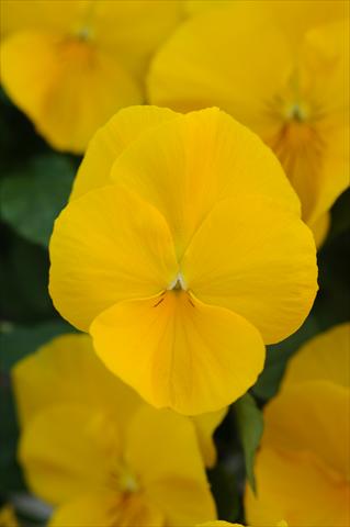 foto van een variëteit aan bloemen, te gebruiken als: Pot - en perkplant Viola wittrockiana Cool Wave Golden Yellow