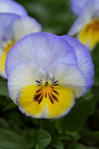 foto van een variëteit aan bloemen, te gebruiken als: Pot - en perkplant Viola wittrockiana Cool Wave Lemon Blurberry Swirl
