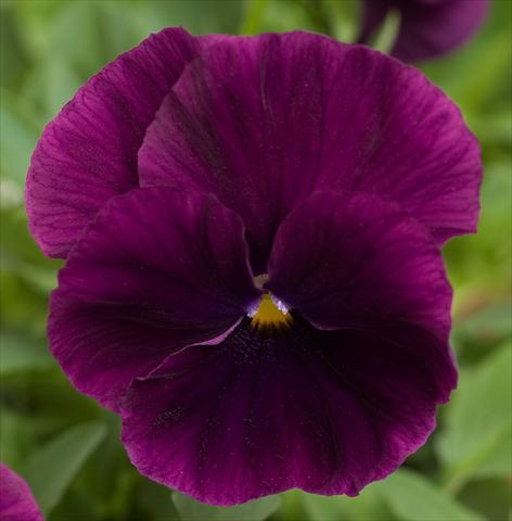 foto van een variëteit aan bloemen, te gebruiken als: Pot - en perkplant Viola wittrockiana Cool Wave Purple Bloom