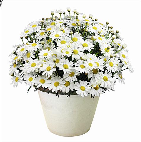 foto van een variëteit aan bloemen, te gebruiken als: Perkplant, potplant of korfplant Argyranthemum Argy Maxie