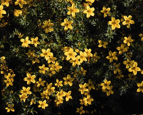 foto van een variëteit aan bloemen, te gebruiken als: Perkplant / Borders Bidens ferulifolia Goldfever