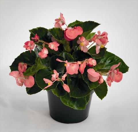 foto van een variëteit aan bloemen, te gebruiken als: Perkplant, potplant of korfplant Begonia Big Pink Green Leaf