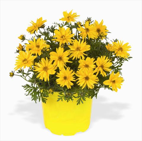 foto van een variëteit aan bloemen, te gebruiken als: Perkplant, potplant of korfplant Bidens ferulifolia Rapid Double Yellow