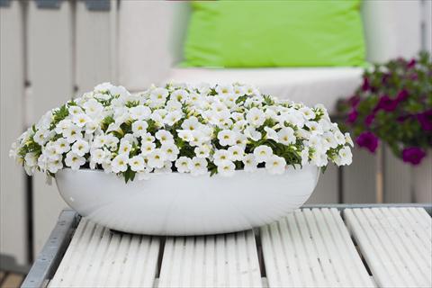 foto van een variëteit aan bloemen, te gebruiken als: Perkplant, potplant of korfplant Calibrachoa Calipette White Imp