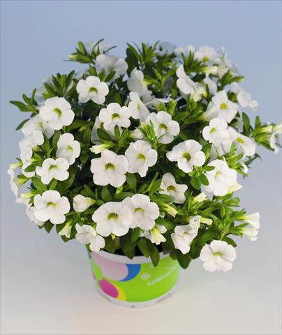 foto van een variëteit aan bloemen, te gebruiken als: Perkplant, potplant of korfplant Calibrachoa Celebration White Pot