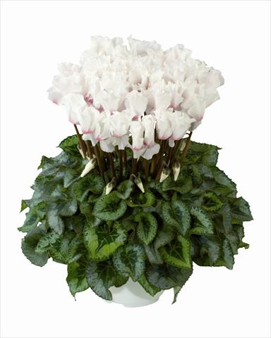 foto van een variëteit aan bloemen, te gebruiken als: Korf / Pot Cyclamen persicum Cana White Frangee Oeil Clair n56