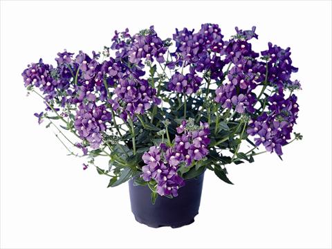 foto van een variëteit aan bloemen, te gebruiken als: Perkplant / Borders Nemesia Nemo Blue