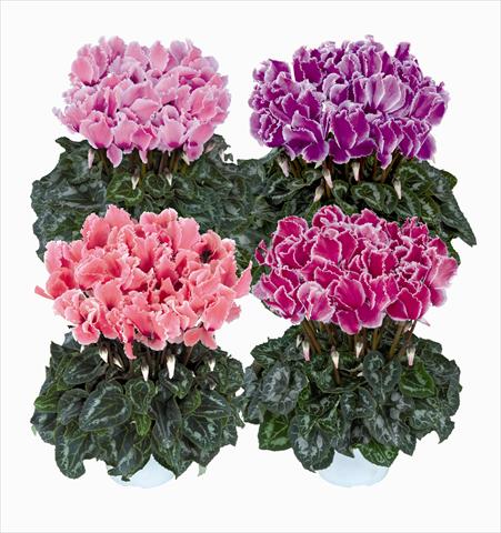 foto van een variëteit aan bloemen, te gebruiken als: Korf / Pot Cyclamen persicum Halios Curly Melange Flamme 2560
