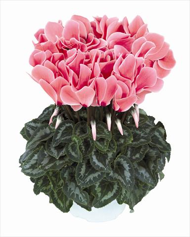 foto van een variëteit aan bloemen, te gebruiken als: Korf / Pot Cyclamen persicum Halios Saumon Flammé