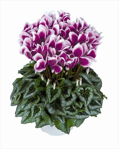 foto van een variëteit aan bloemen, te gebruiken als: Korf / Pot Cyclamen persicum Halios Violet Foncé Decora