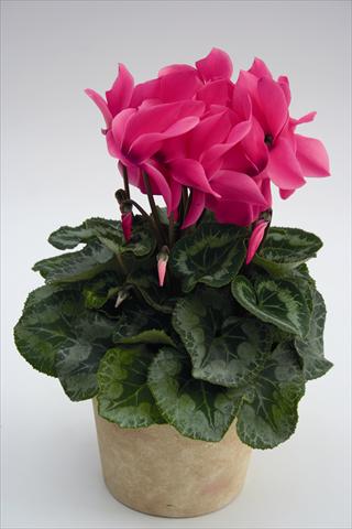 foto van een variëteit aan bloemen, te gebruiken als: Korf / Pot Cyclamen persicum Maxora 7038 Pink