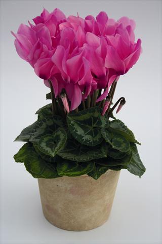 foto van een variëteit aan bloemen, te gebruiken als: Korf / Pot Cyclamen persicum Maxora 7047 Neon Pink